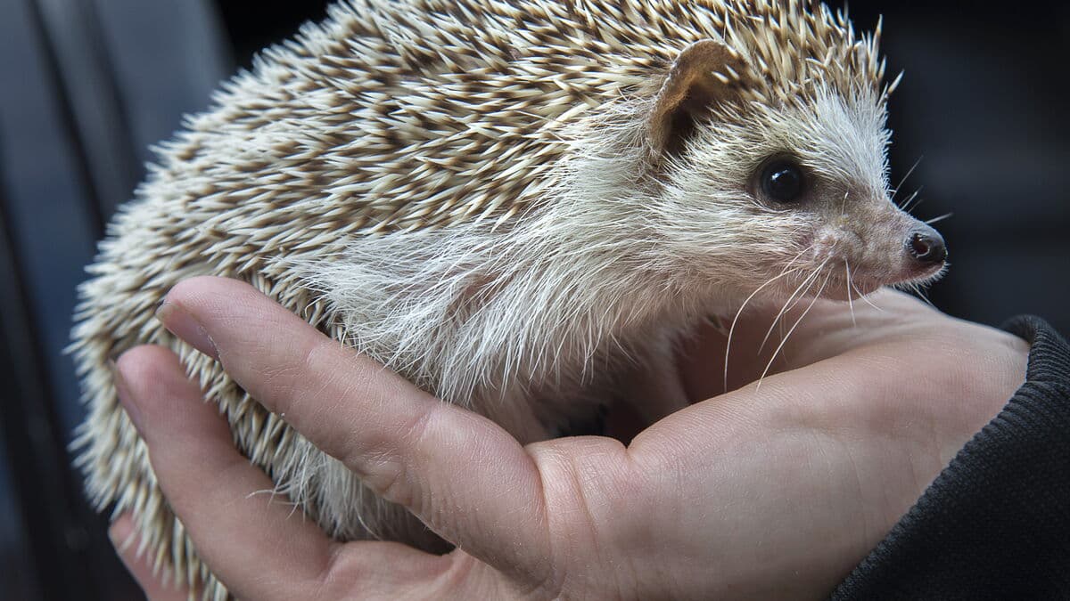 WWF: Protection of protected species may become toothless