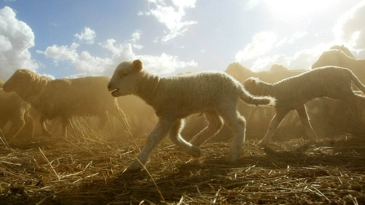 Gold, weapons and wool - this year's winners