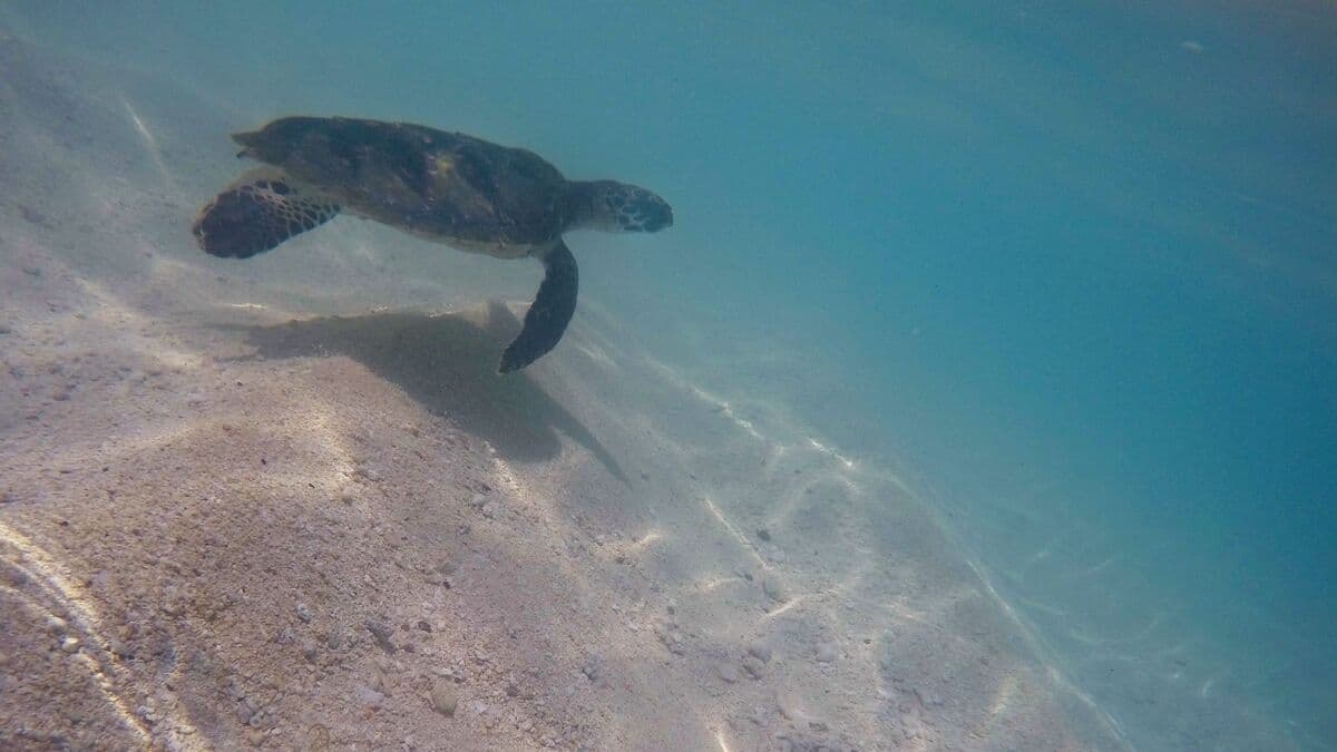 Sea turtles targeted on the west coast