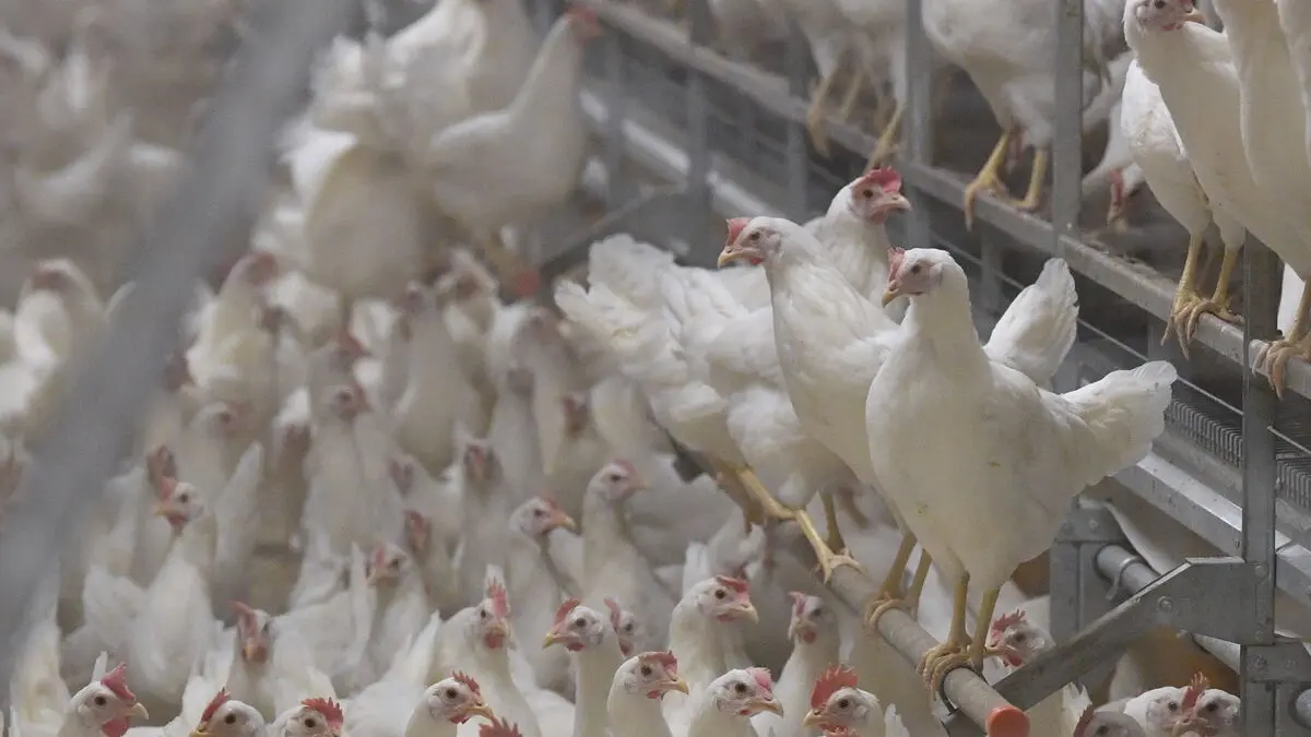 Bird flu situation continues to be serious, warns Swedish Veterinary and Animal Health Agency