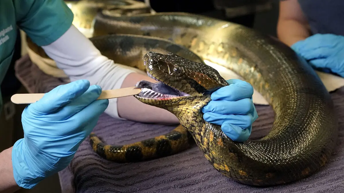 Alarms after discovery - reptiles used as weapons