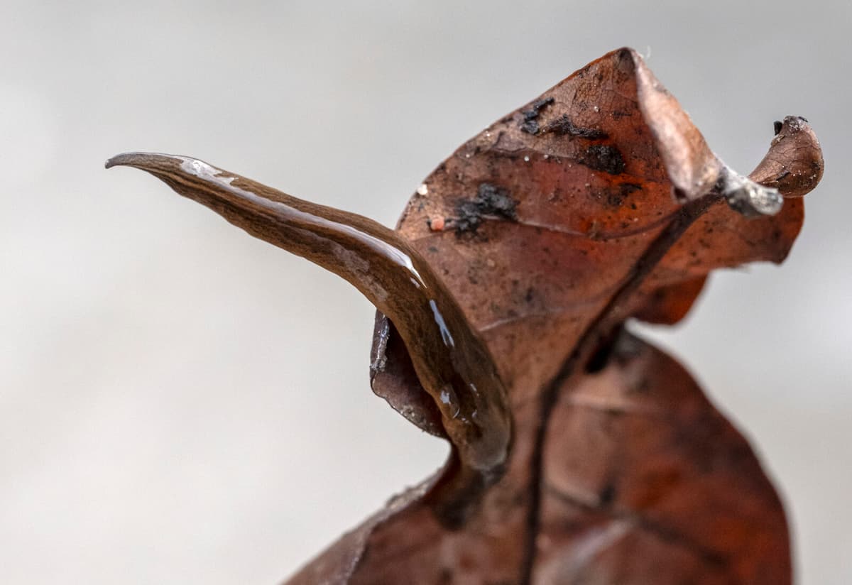 Invasive Leaf Flatworm Detected in Dalarna for First Time
