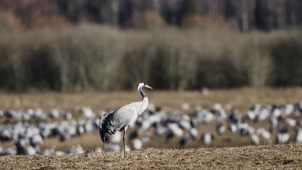 Sign of spring: First crane arrives at Lake Hornborgasjön