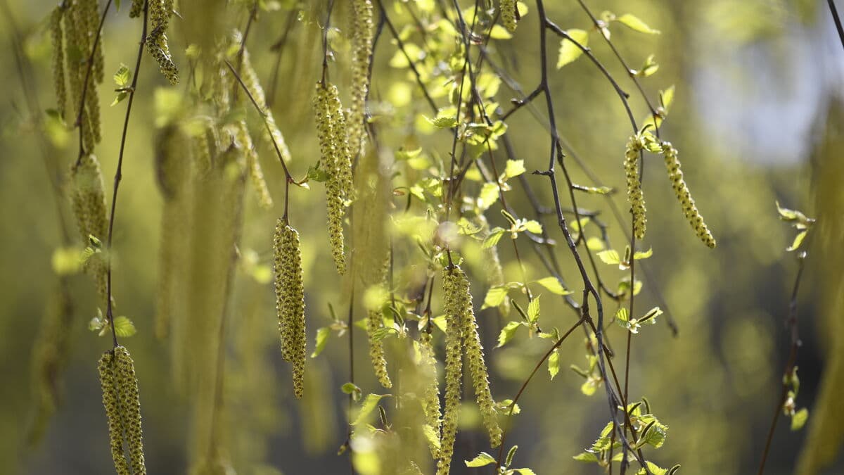 Despite sub-zero temperatures, pollen season is approaching