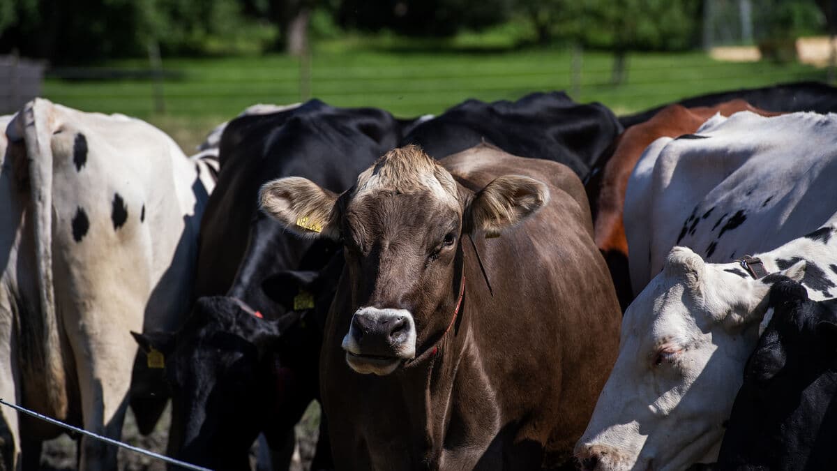 LRF warns Mercosur agreement opens up to lower food standards