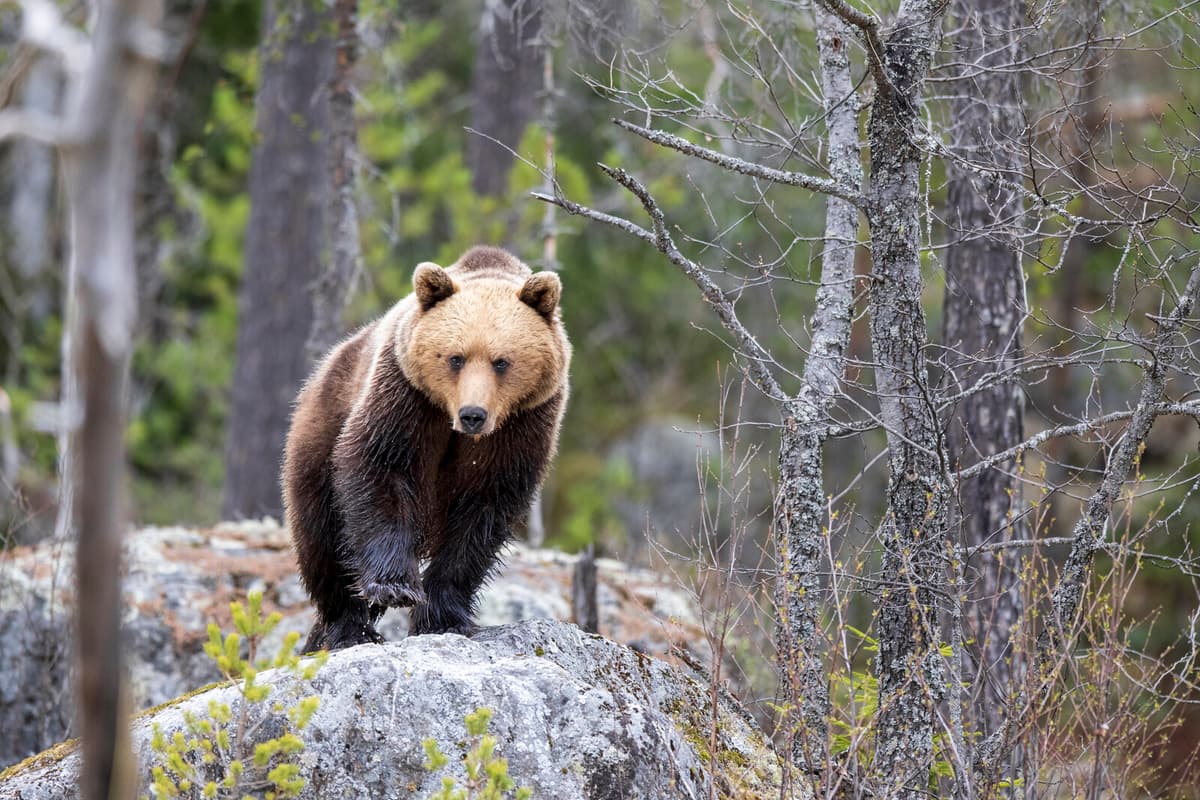 Hunter Attacked by Wounded Bear in Vännäs During Hunt