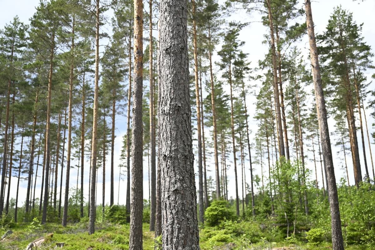 Exotic Tree Species Proposed to Combat Climate Change in Swedish Forestry