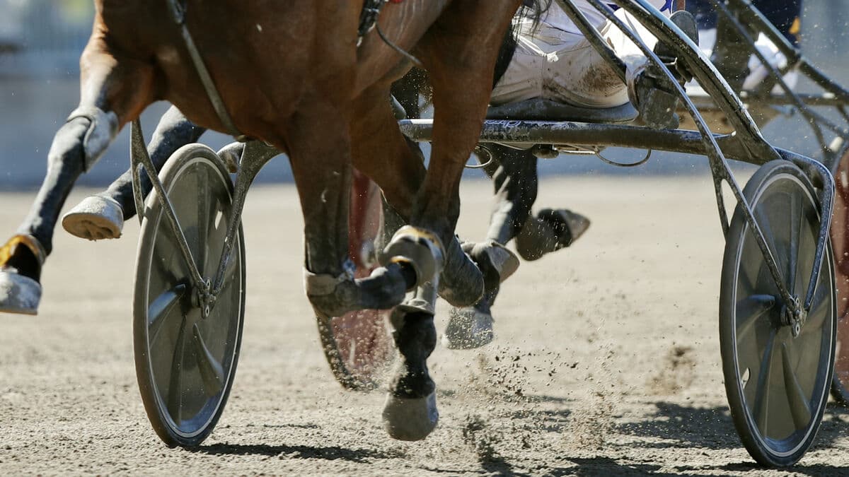 Star coach investigated for whipping