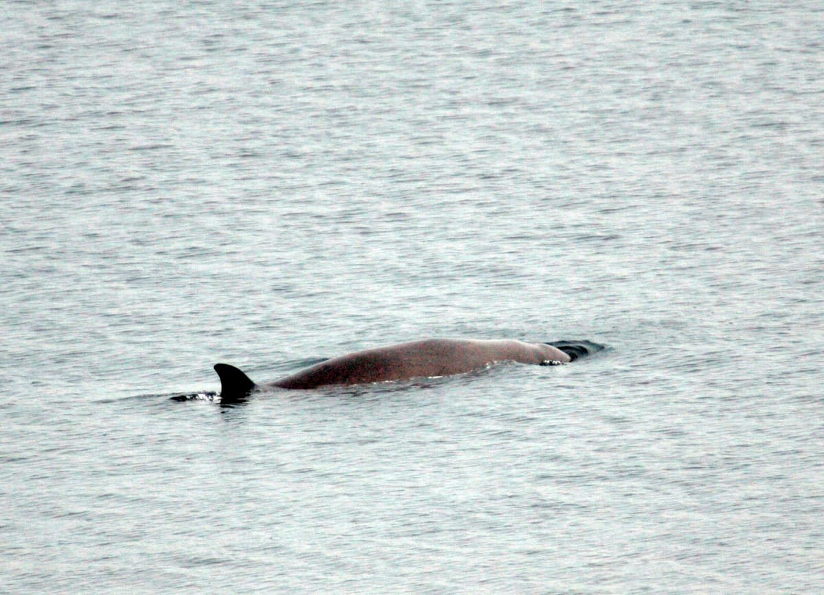 Rescued Beaked Whale Found Dead in Frillesås
