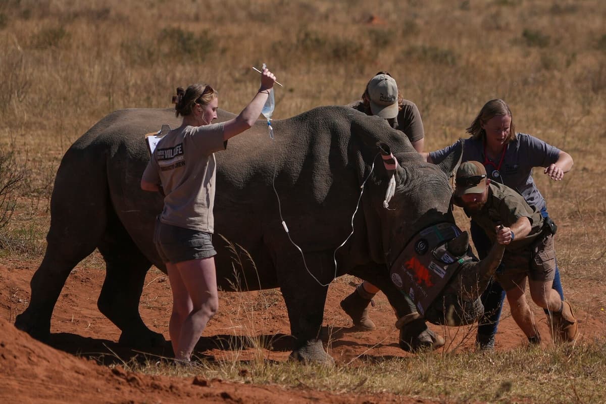 Radioactive Rhino Horns: New Method to Combat Poaching in South Africa