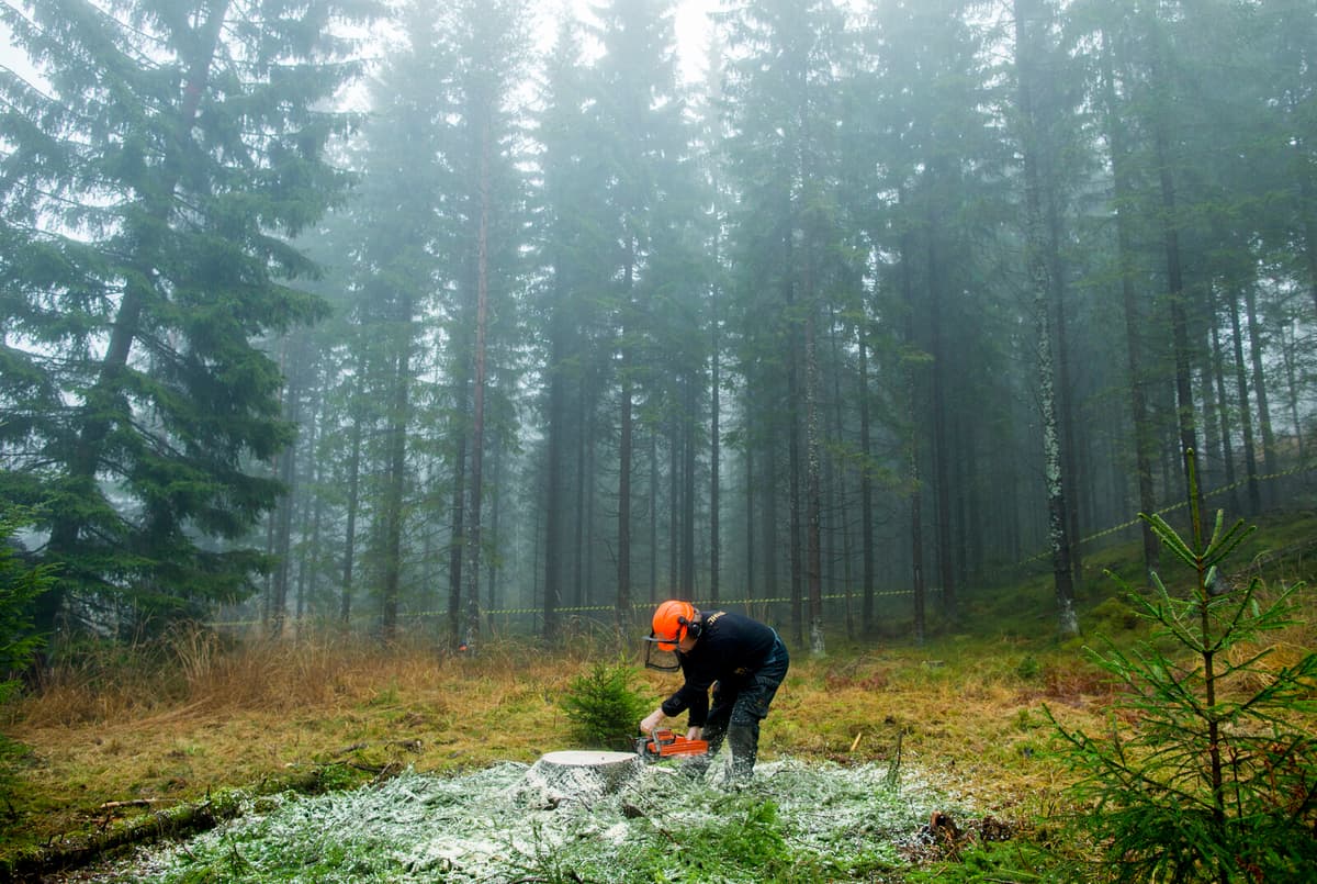 Ancient Monument Areas Damaged by Forestry