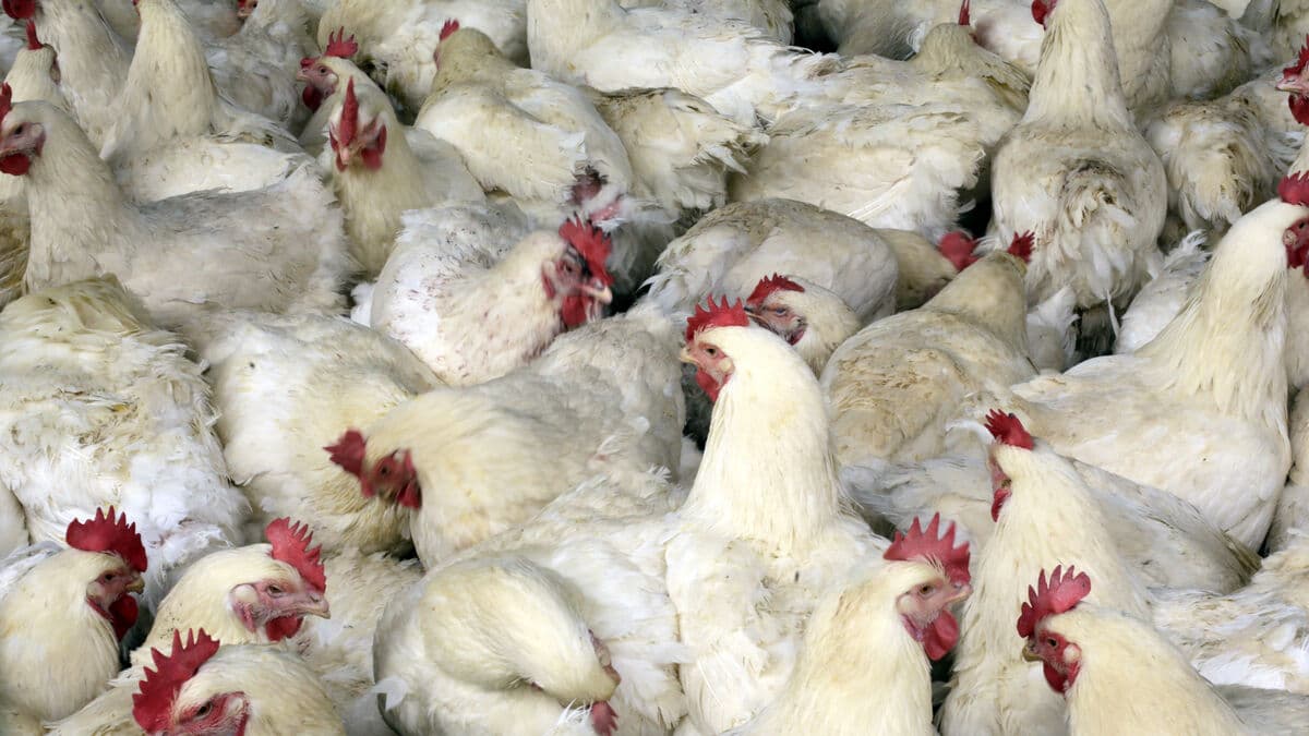 Bird Flu Outbreak in Denmark Leads to Culling of 150,000 Hens