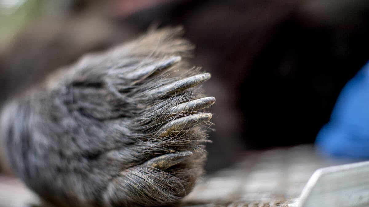 Increase in reported hunting crimes this autumn