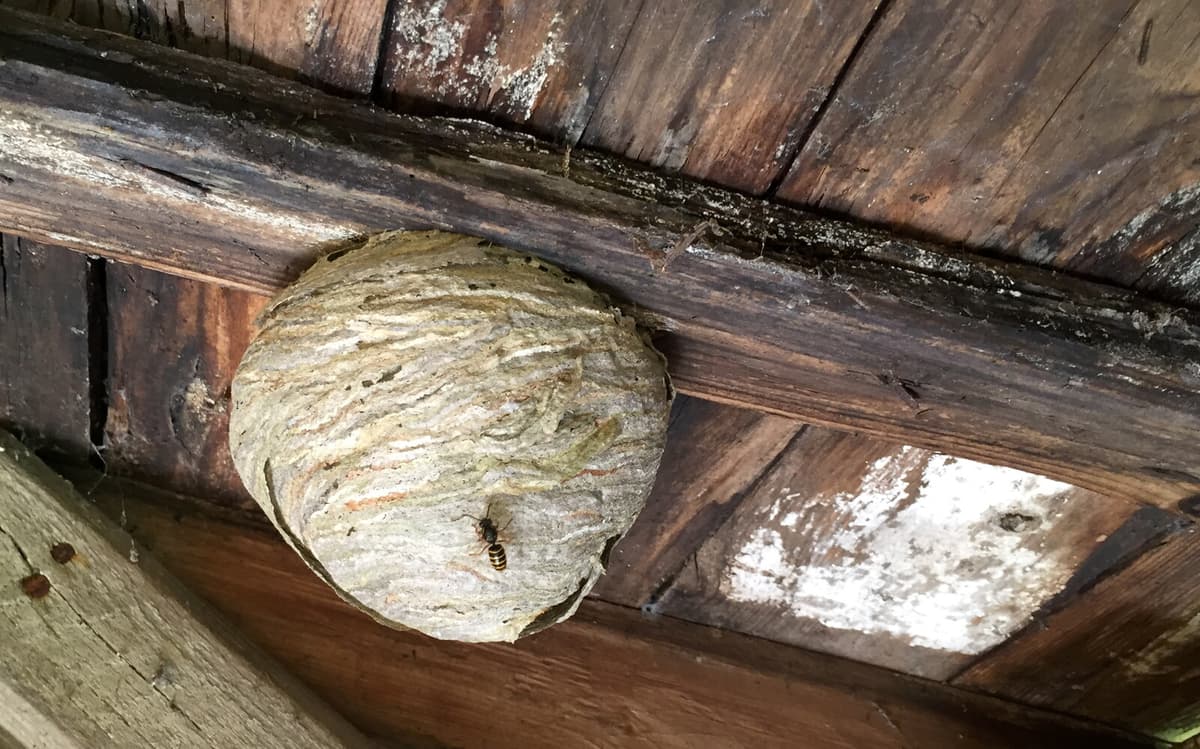 Dry May Signals Wasp-Filled Summer Ahead in Europe and US