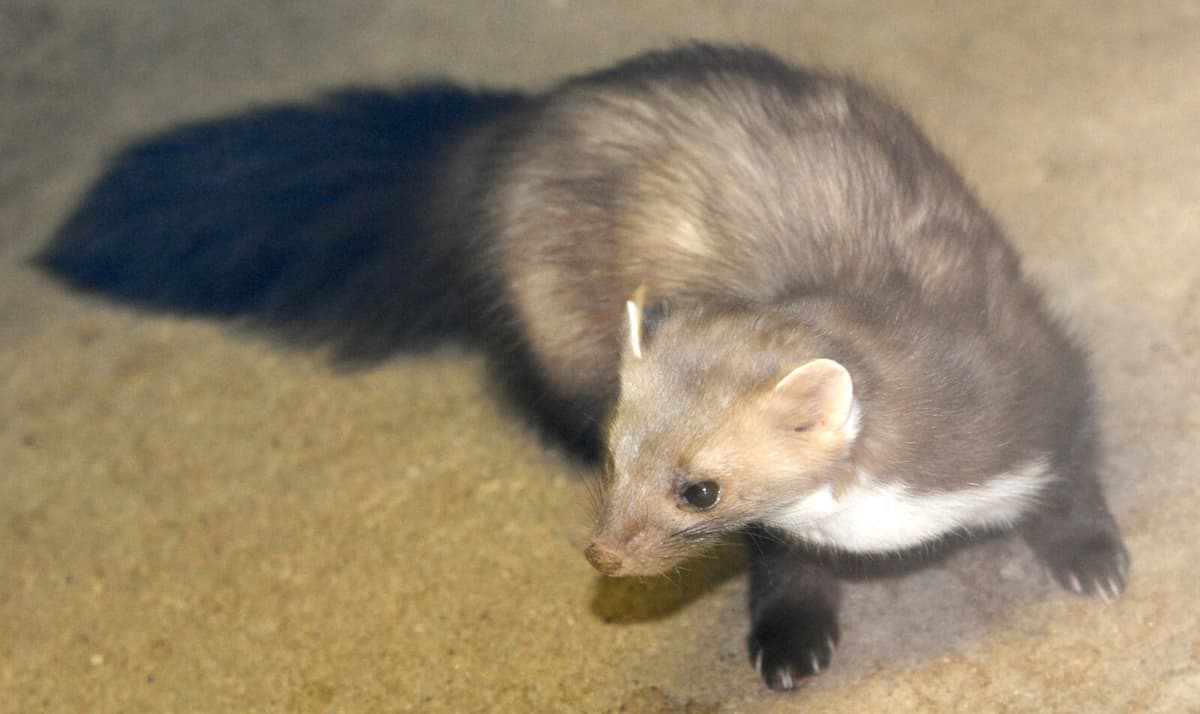 Stone Marten Eradication Efforts Resume in Sweden