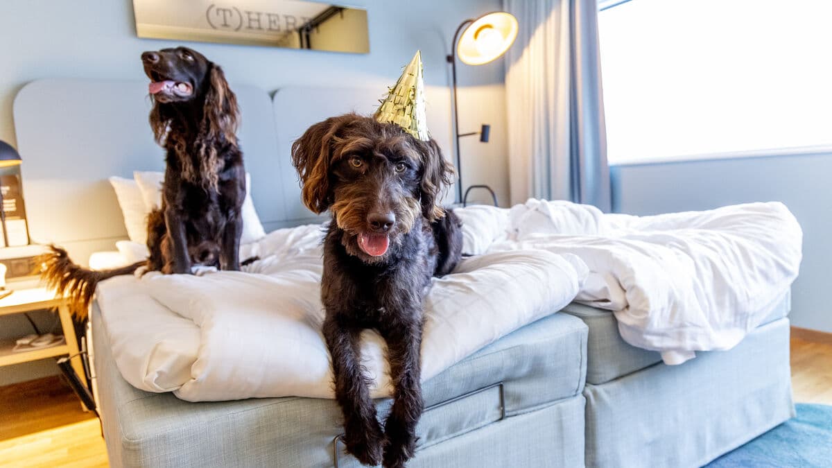 Hundreds of dogs get a rocket-free New Year at an airport hotel