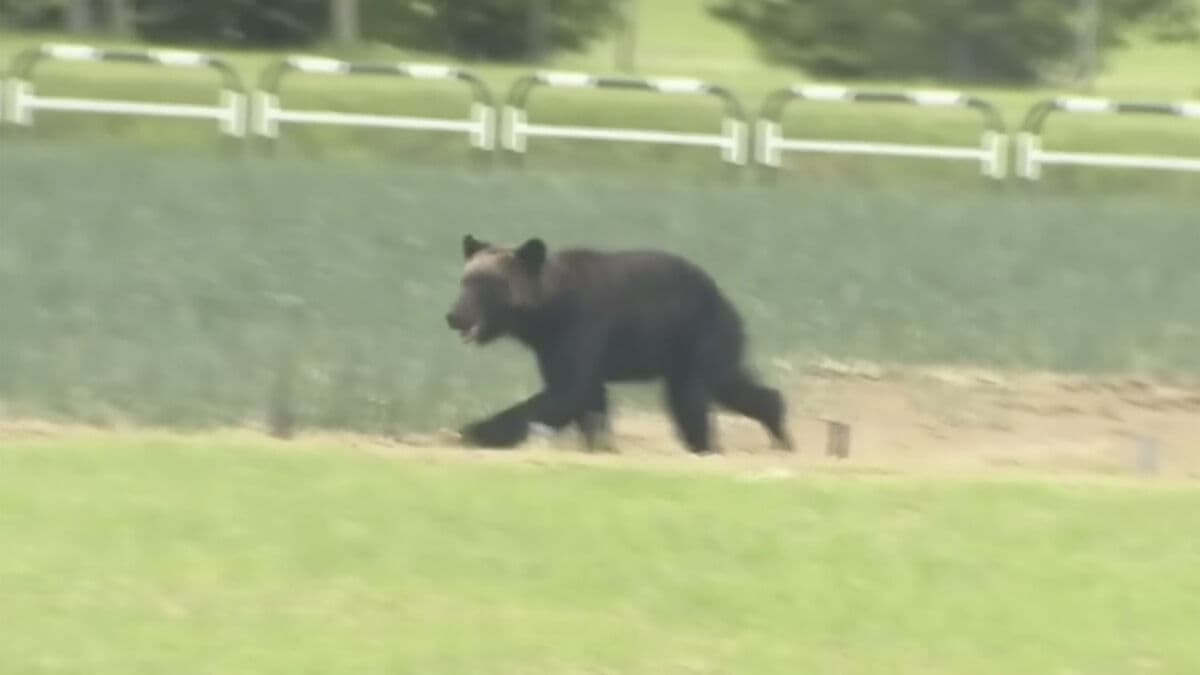 Japan Seeks Military Aid After Record Bear Attacks This Year