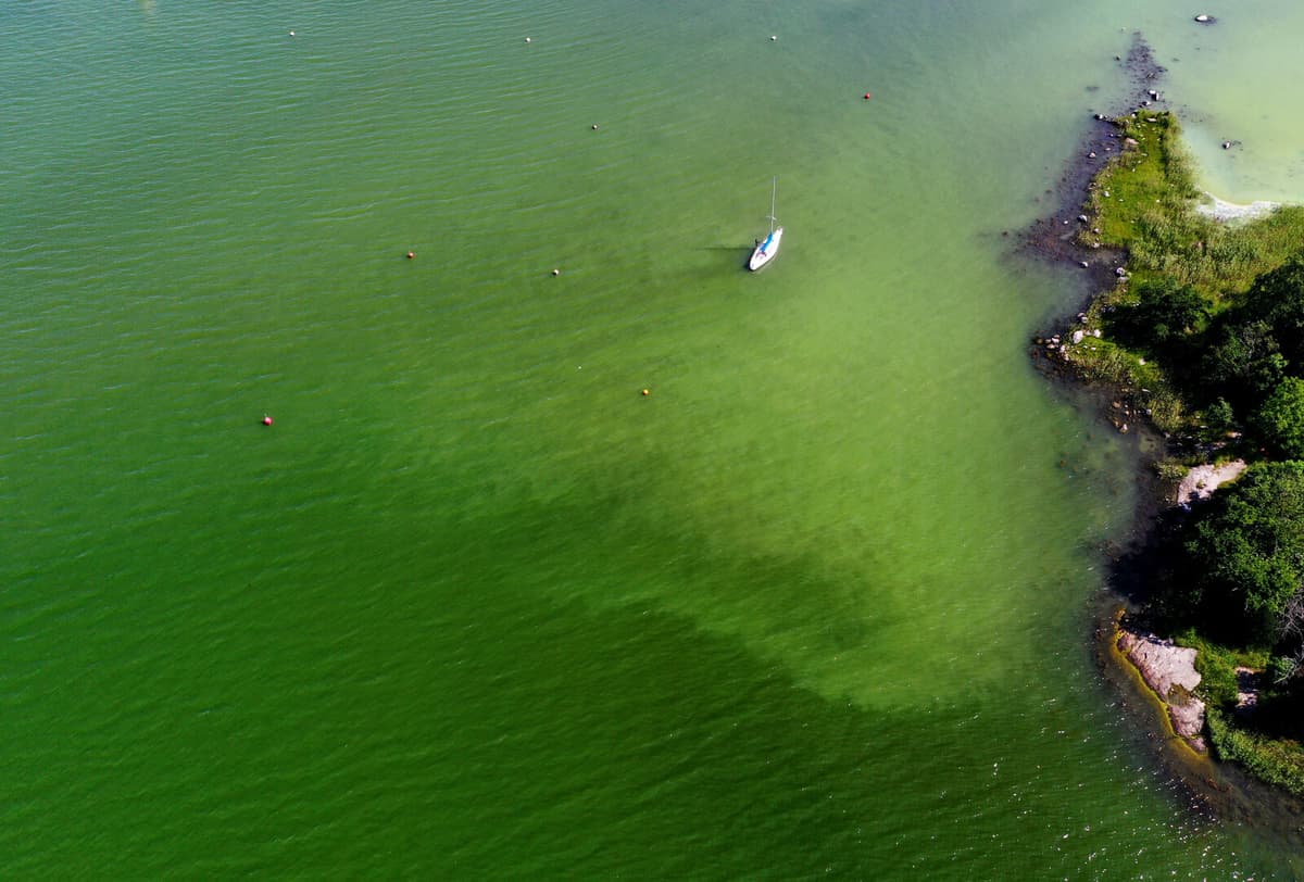 Algal Bloom Approaches Swedish Beaches Amid Baltic Sea Imbalance