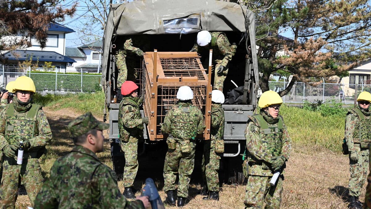 Japan deploys military – against bears