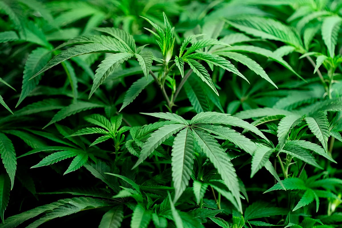 Cannabis Farm Near Helsingborg Busted for Million-Kronor Power Theft