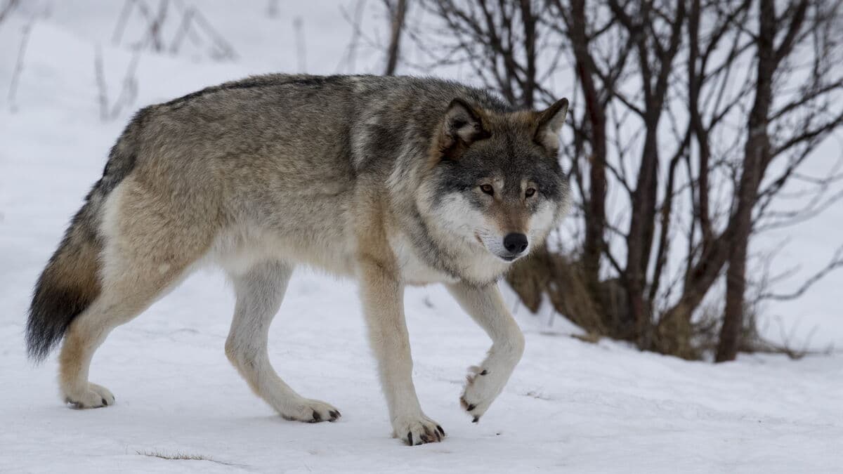 This is how many wolves can be shot this winter