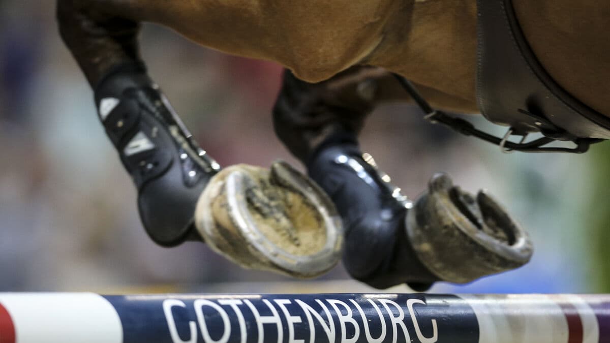 The conflict continues - Swedish Equestrian Federation fires entire show jumping committee