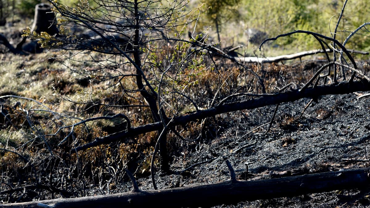 SMHI Warns of High Grass Fire Risk in Sweden's Snow-Free Regions