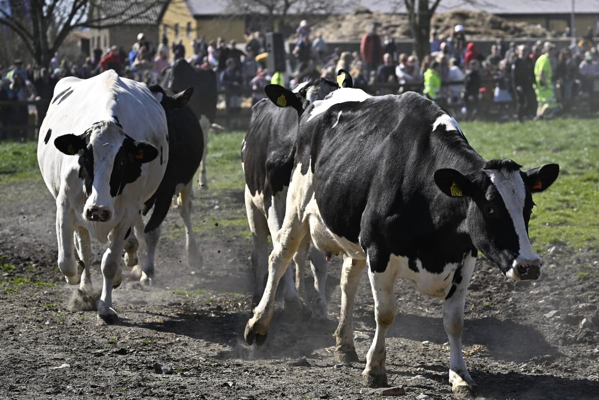 Critics Challenge Proposal to End Summer Grazing for Swedish Dairy Cows