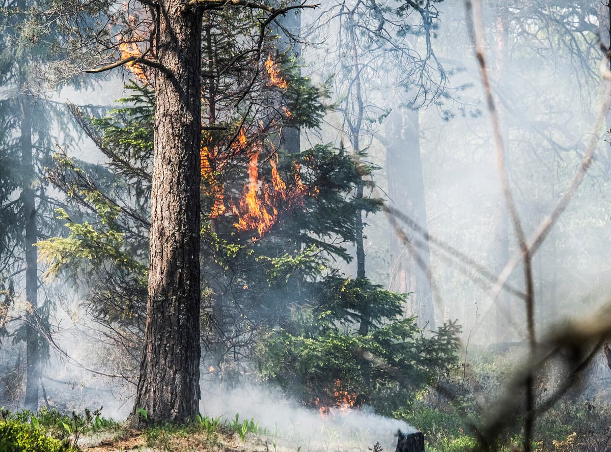 SMHI Issues High Fire Risk Warning for Forests and Grasslands