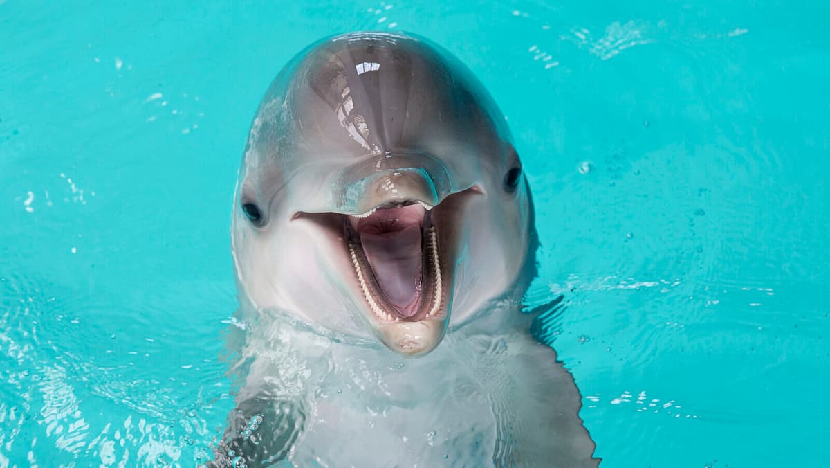 Kolmården Cancels Dolphin Shows After Sudden Death of Dolphin Pearl