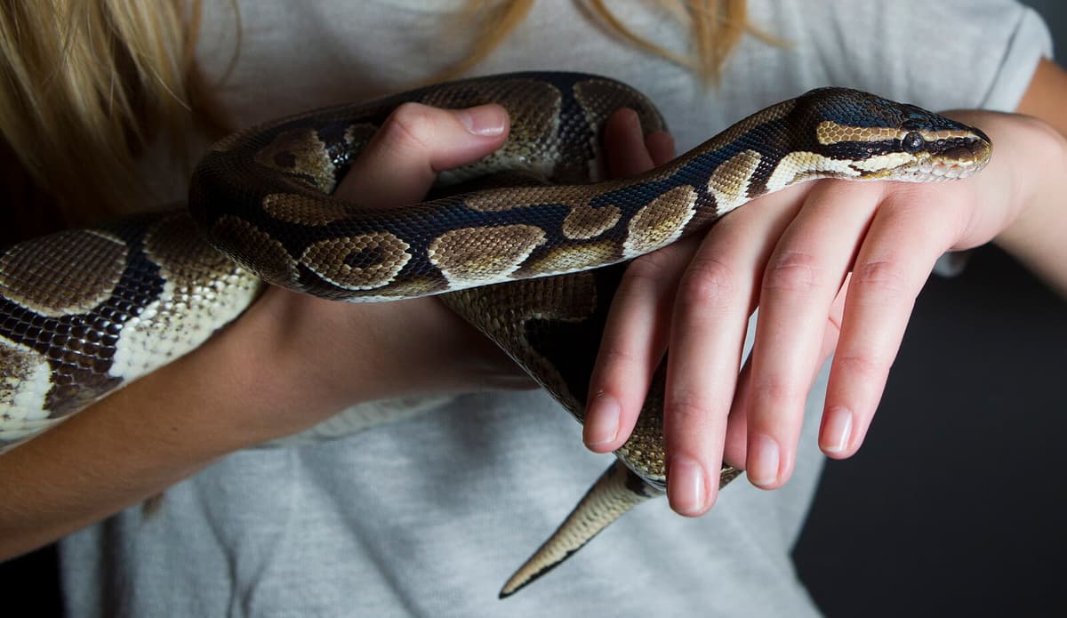 Police Investigate After Pythons Found in Varberg and Falkenberg