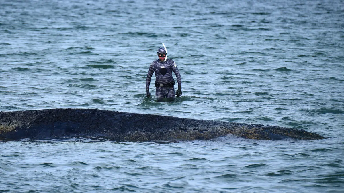 Humpback whale stranded again, fighting for its life