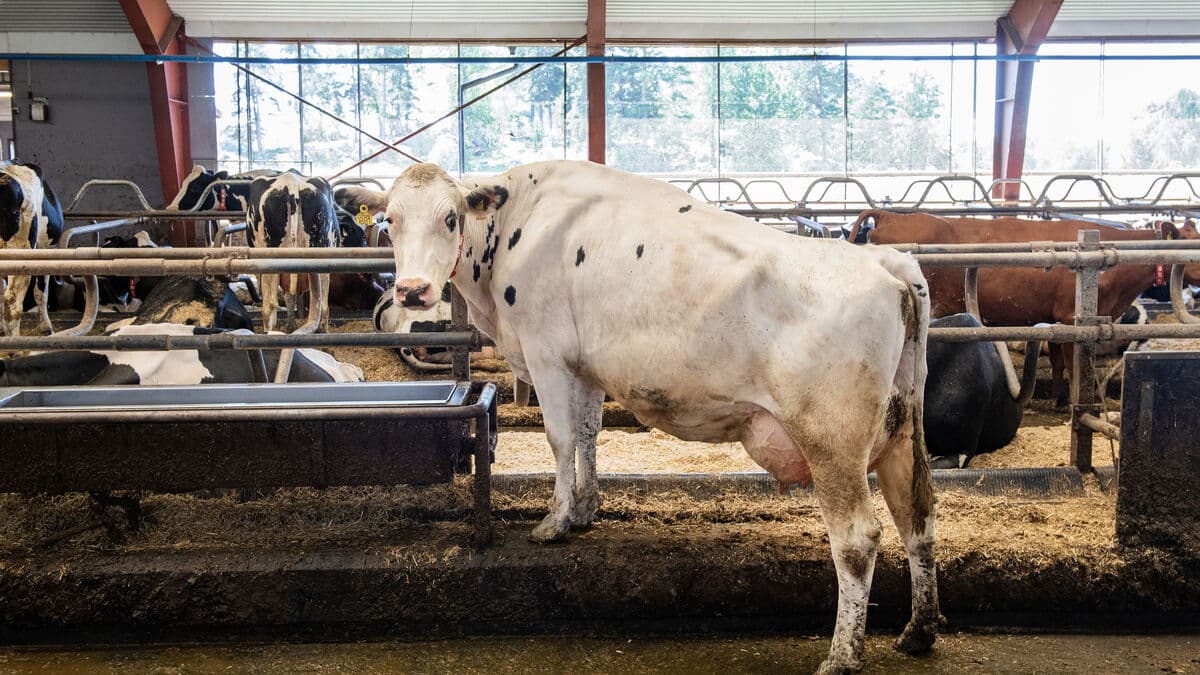 Man arrested after revelation about slaughtered cows