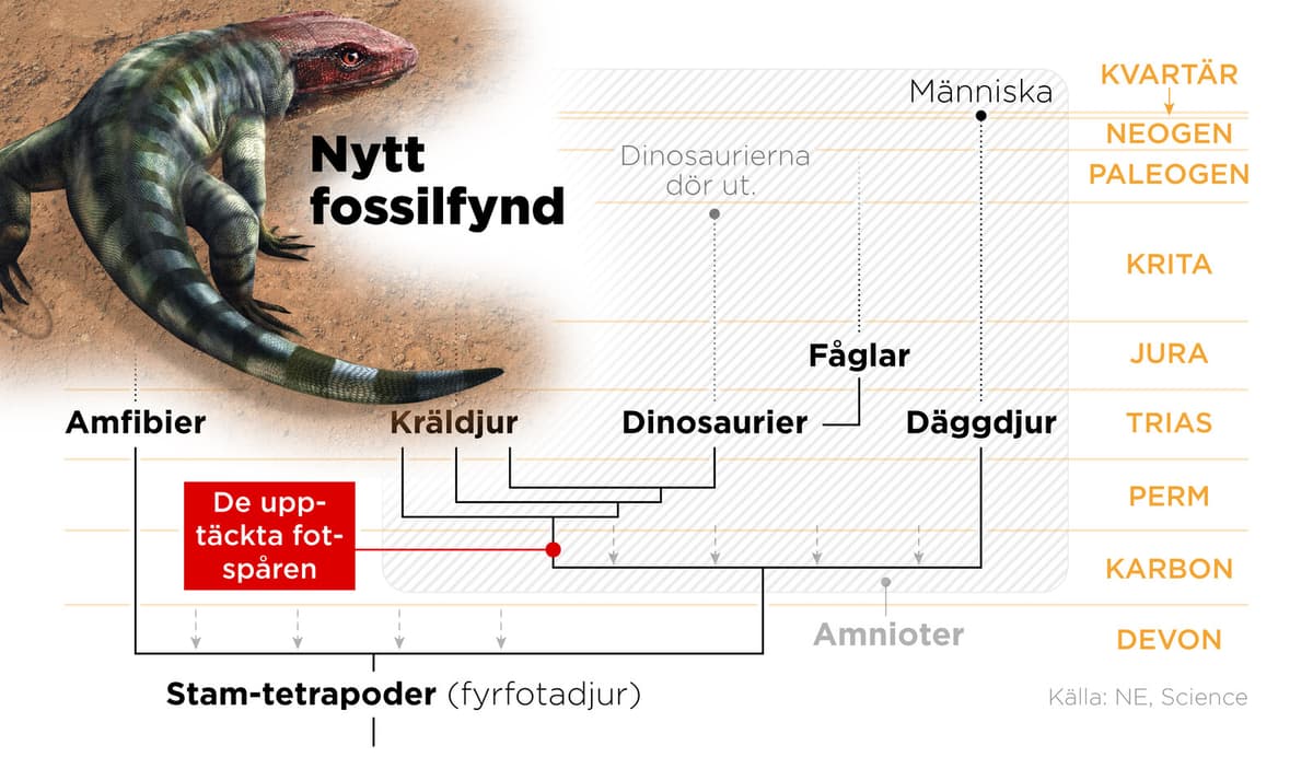 Ancient Lizard Tracks in Australia Rewrite Evolutionary Timeline