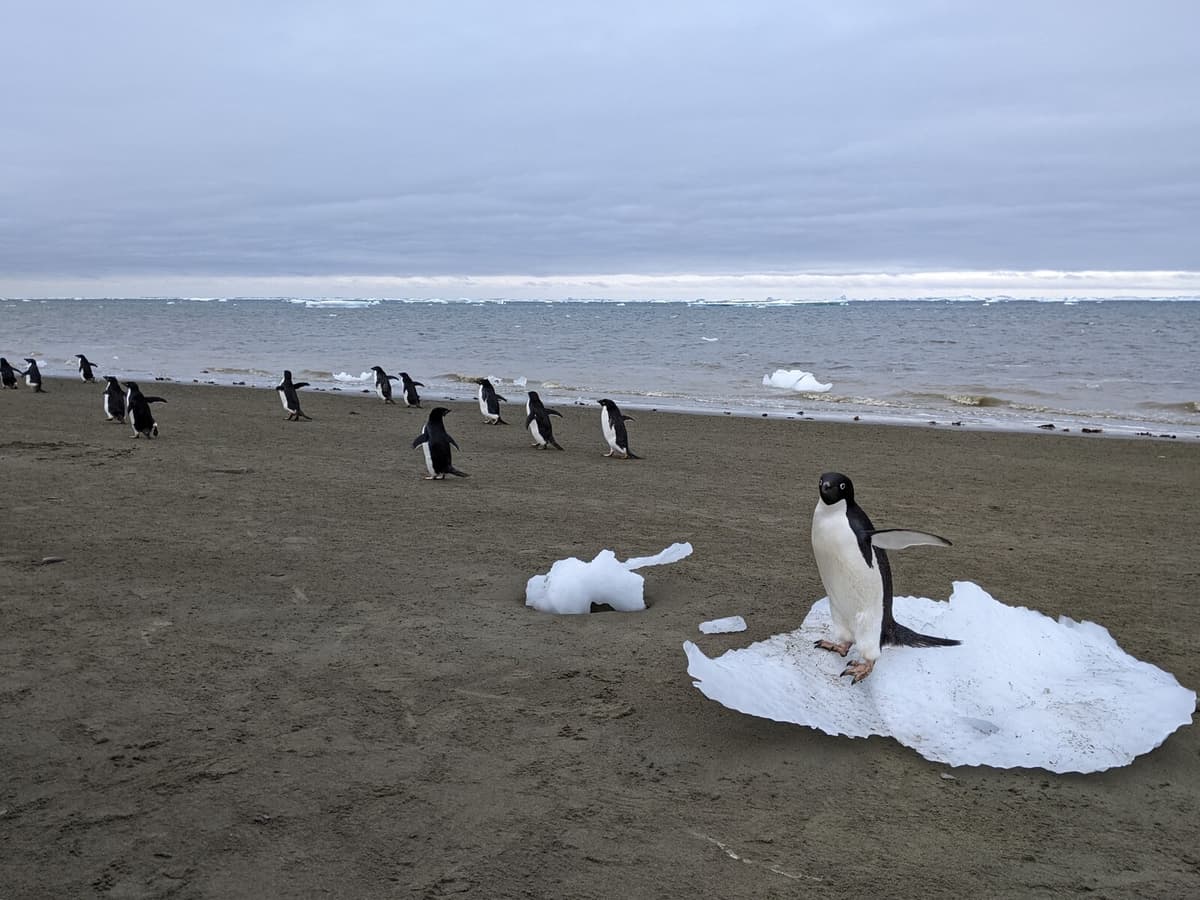Penguin Guano's Role in Mitigating Climate Change in Antarctica