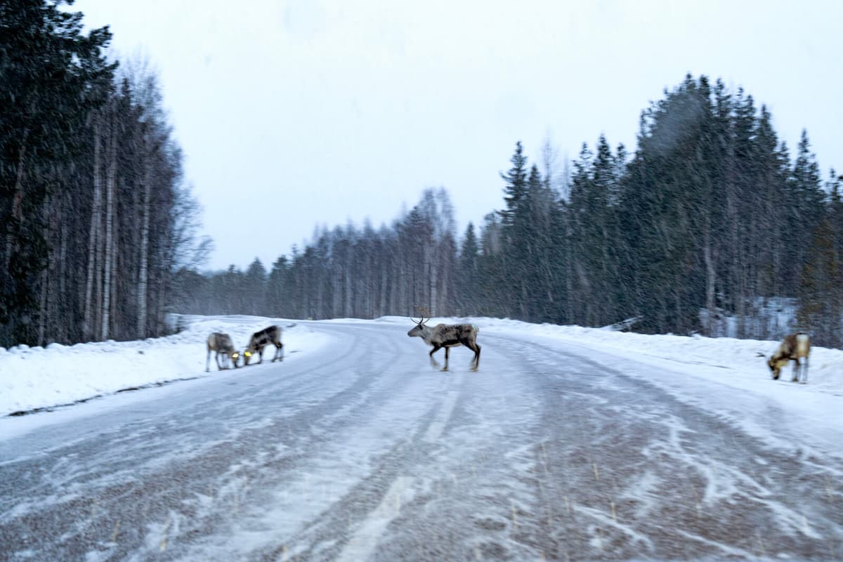 Three Suspects Cleared in Umeå Reindeer Death Investigation