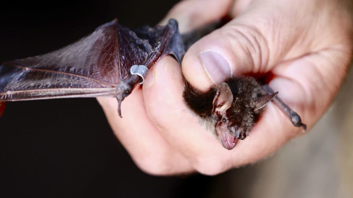 Bat life can be saved with regulated wind power