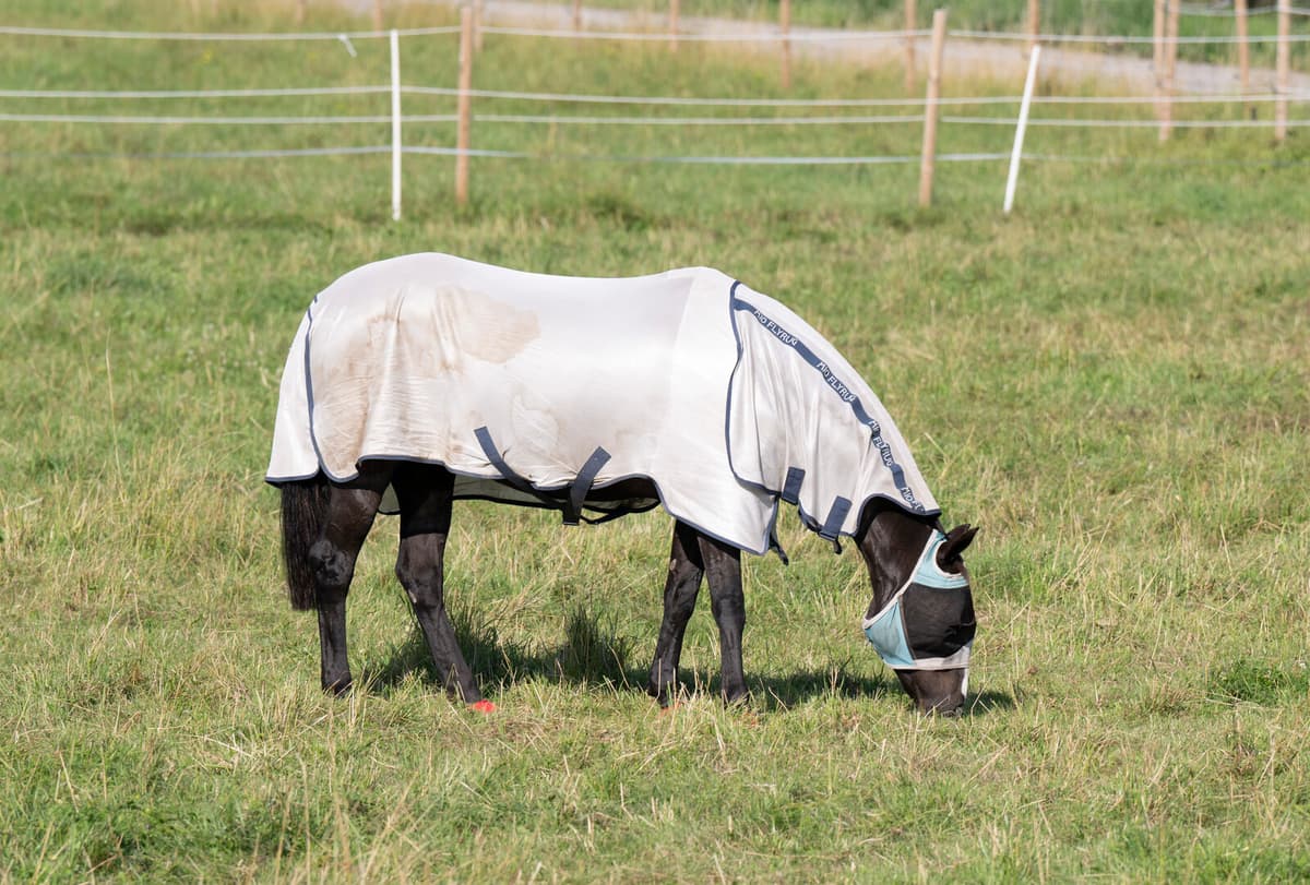 National Team Rider Investigated for Violence Against Horses