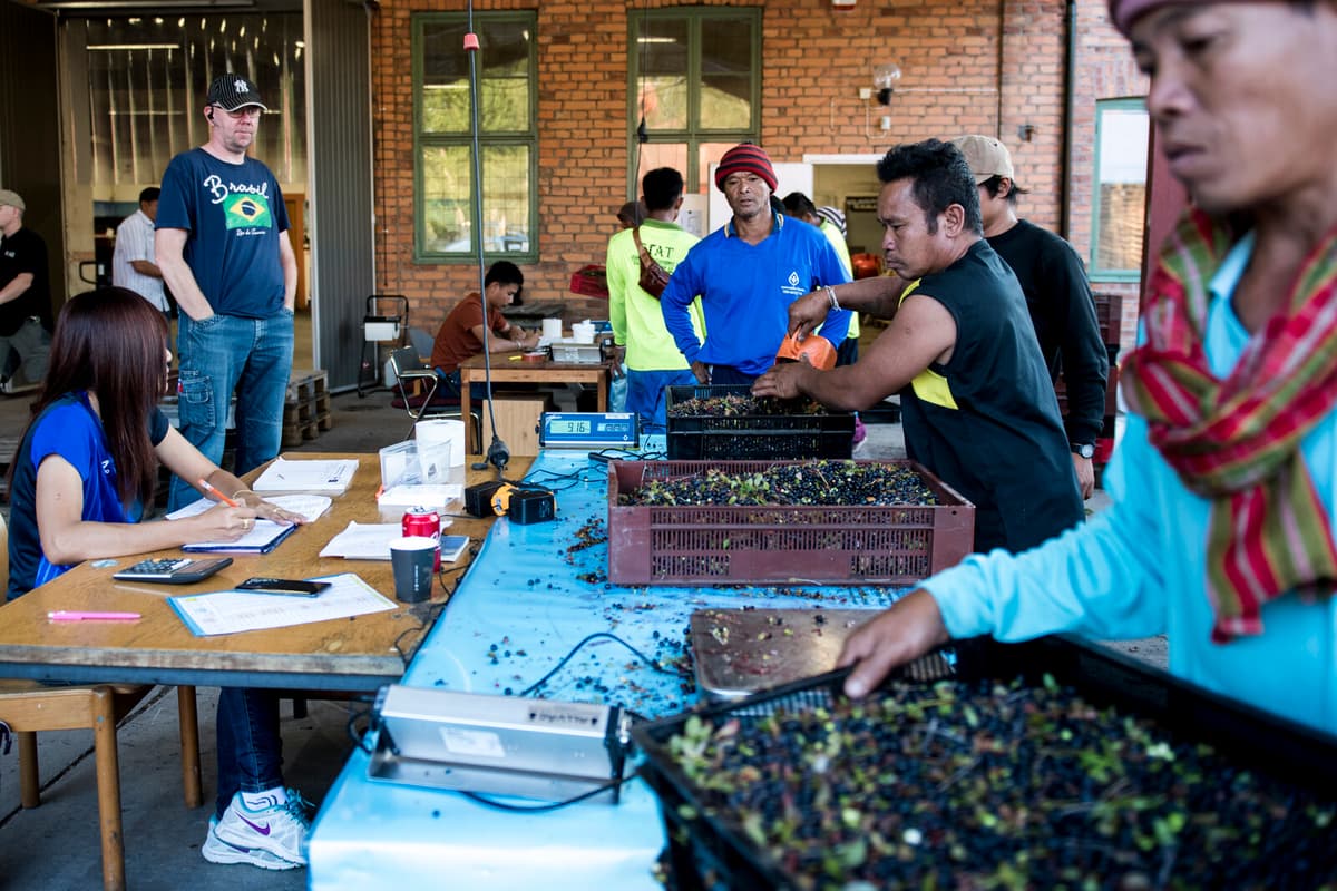 Berry Picker Rejections in Sweden May Raise Jam Prices