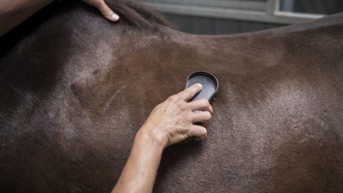 Horse Farm Owner Acquitted of Exploitation, Convicted Under Aliens Act