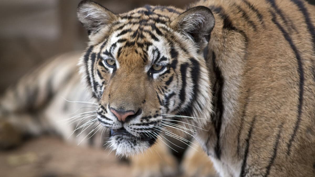 Distemper and bacterial infection kill over 70 tigers at Chiang Mai Tiger Kingdom park in Thailand