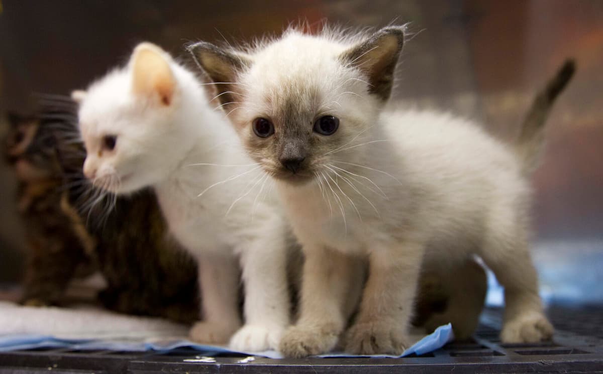 Teenager Sentenced to Prison for Torturing Kittens to Death