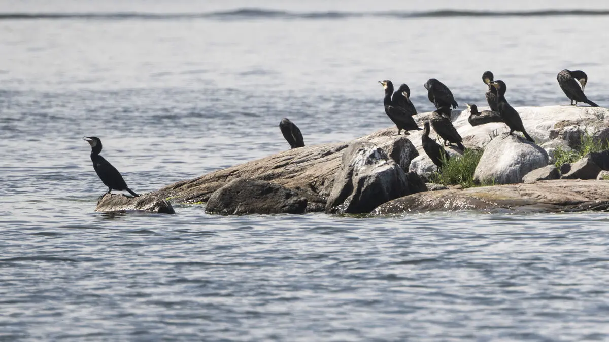 How to deal with the cormorant - new EU guidelines