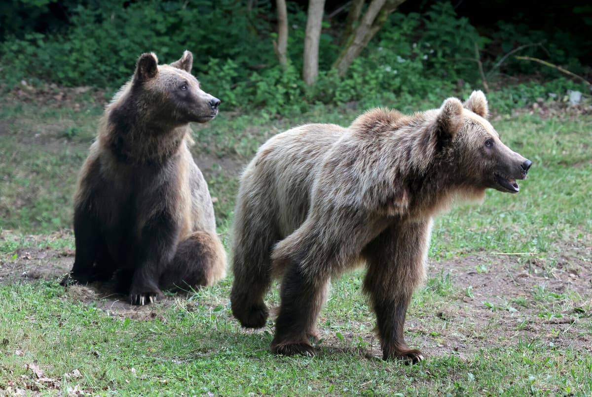 Slovakia Approves Culling of 350 Bears After Fatal Attack