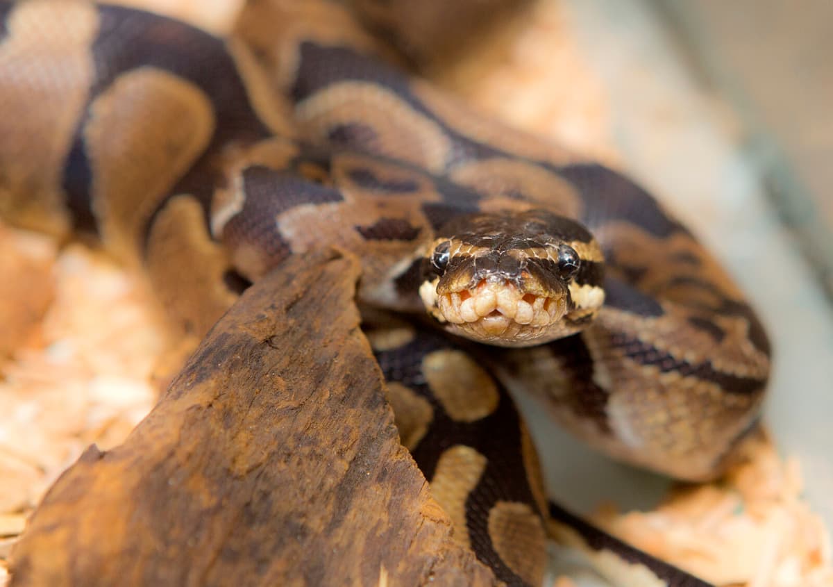Third Python Discovered in Varberg Forests This Summer
