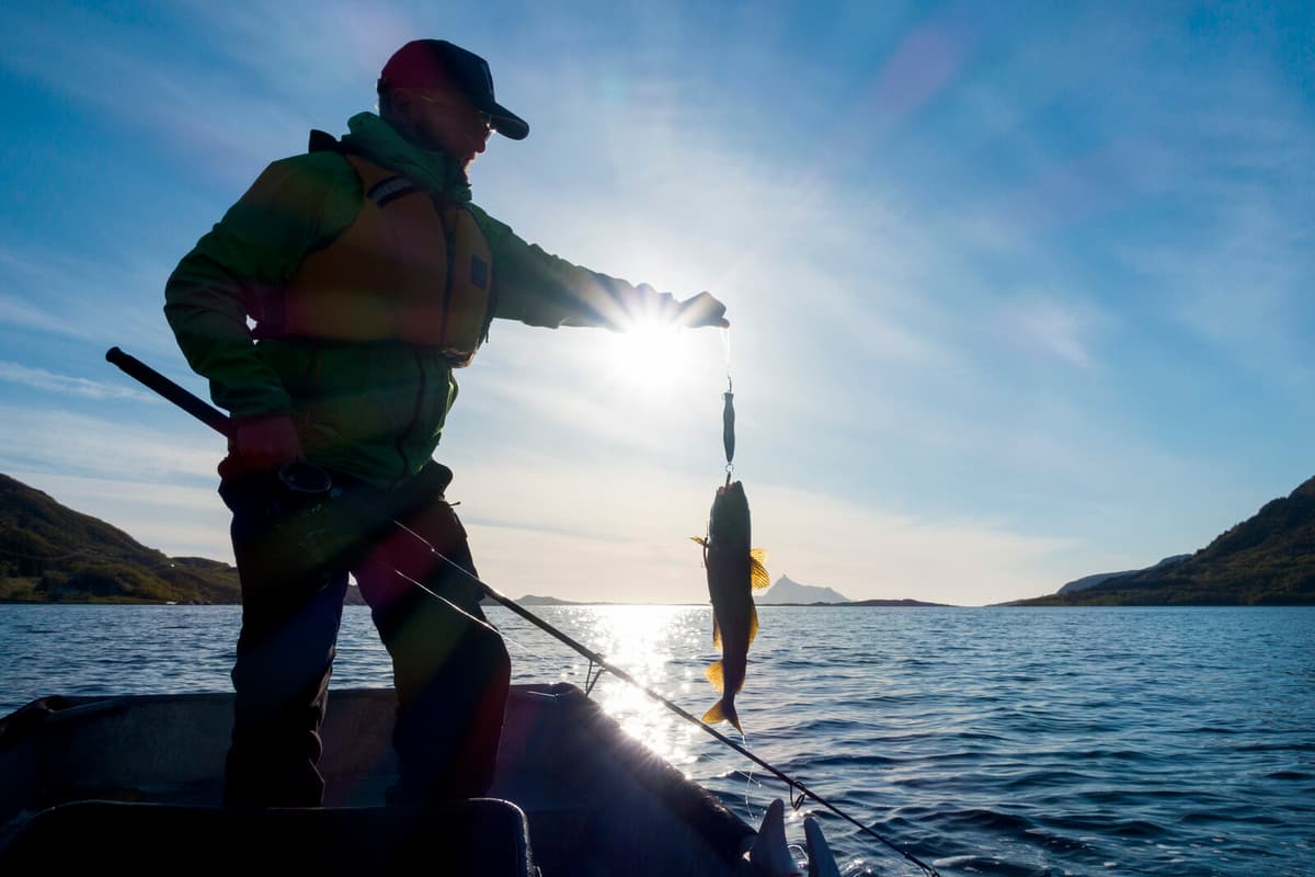 Sweden Launches Database for Reporting Sick Fish