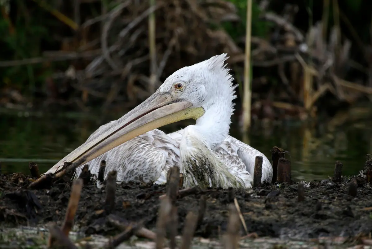 Dalmatian Pelican Spotted in Sweden for First Time