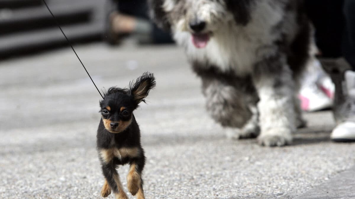 How dogs hurt people: bites and falls cause most injuries