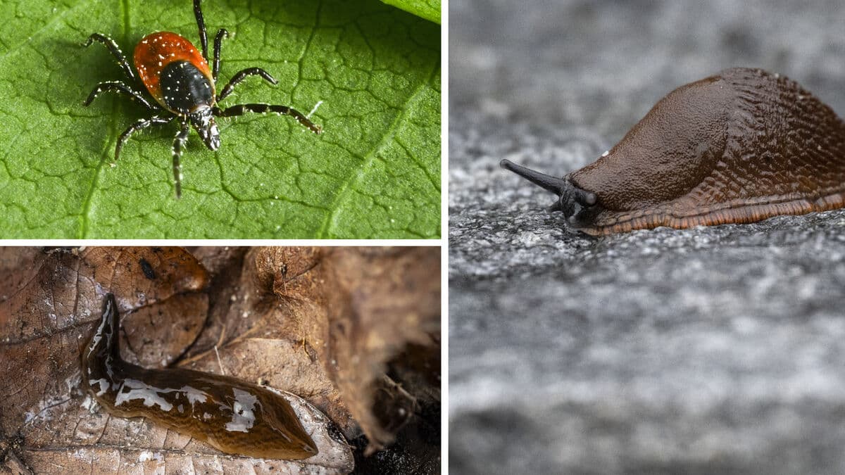 Cold and snow do not stop nature's worst enemies