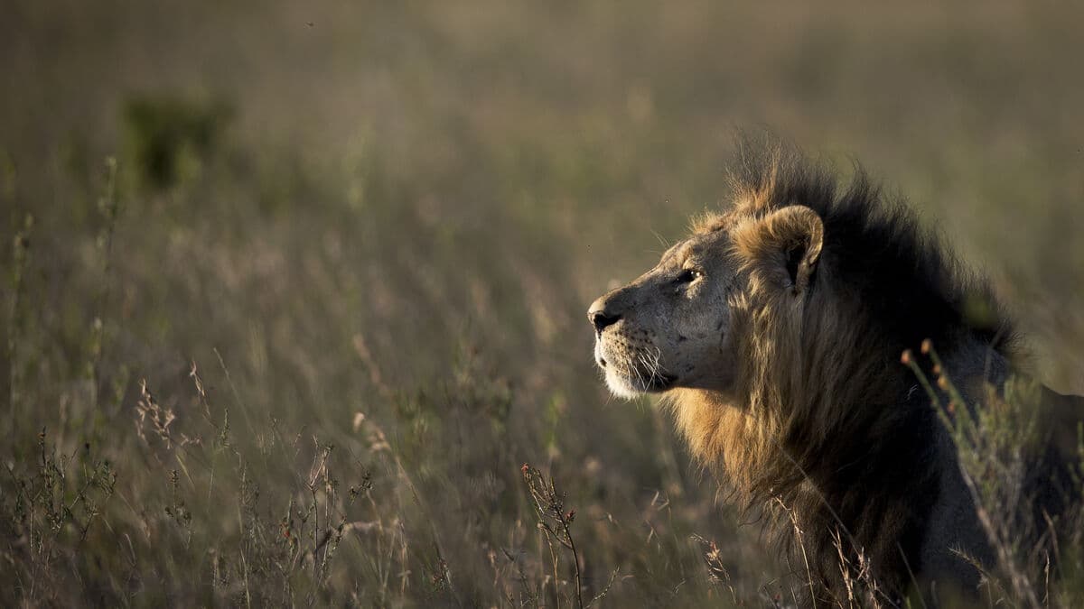 Swedish man bitten by lion on safari